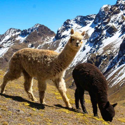 Alpacas in the rainbow Mountain